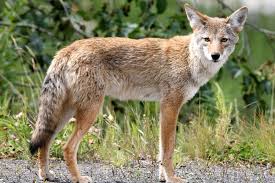 Can you pepper spray a coyote