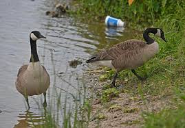 Does pepper spray work on geese