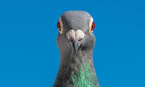 Does pepper spray work on pigeons