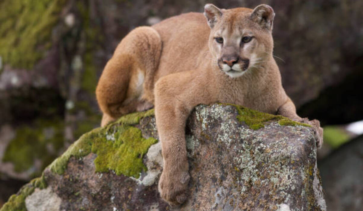 Pepper Spray on Mountain Lions