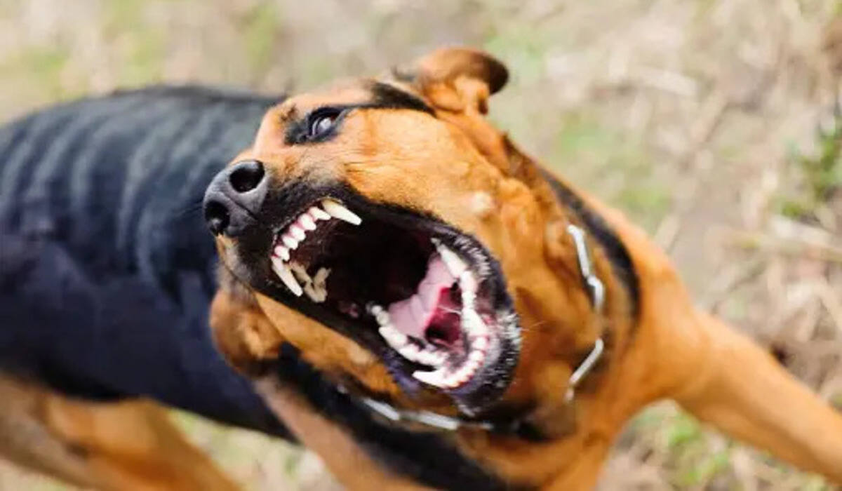 Does Pepper Spray Work On Dogs?