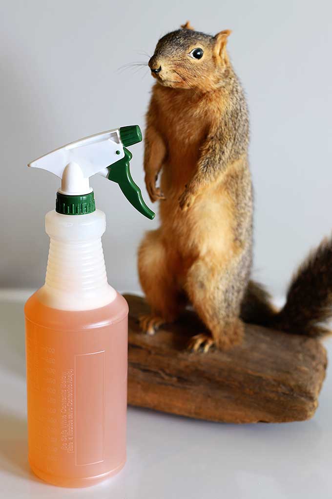 cayenne pepper spray for squirrels