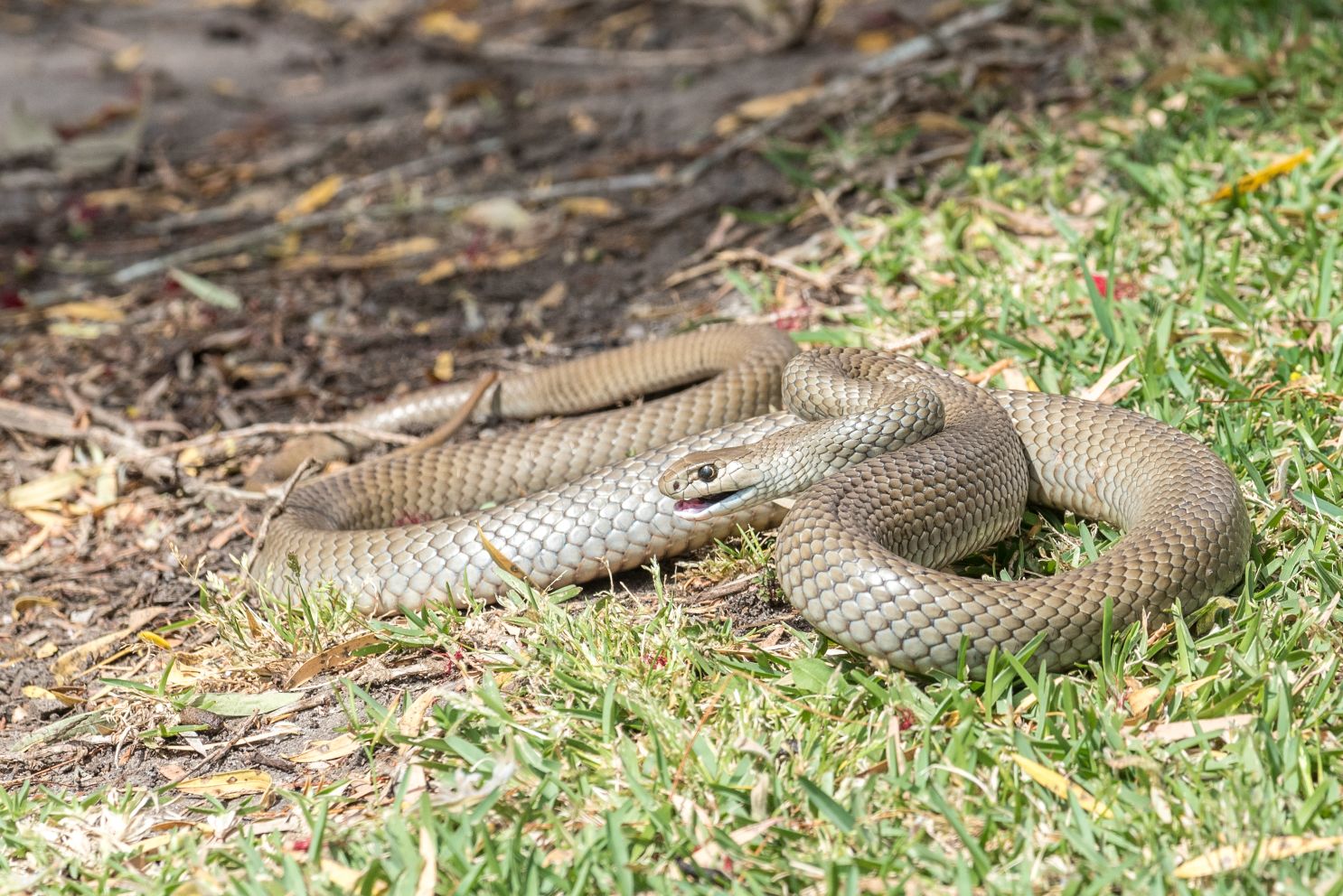 does pepper spray work on snakes